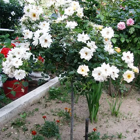 شقة فندقية Anna