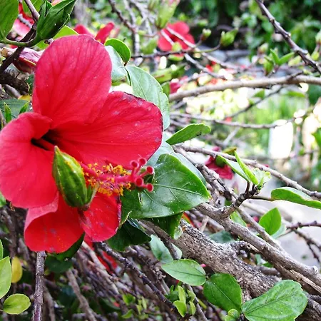 Anna كاتابولا