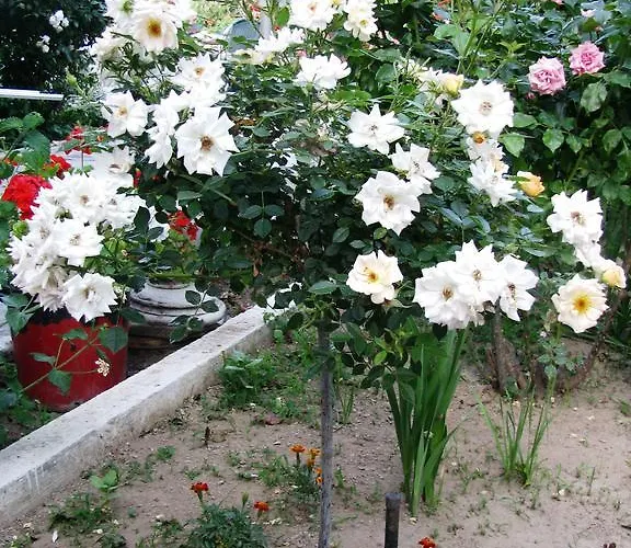 Hotel apartamentowy Anna