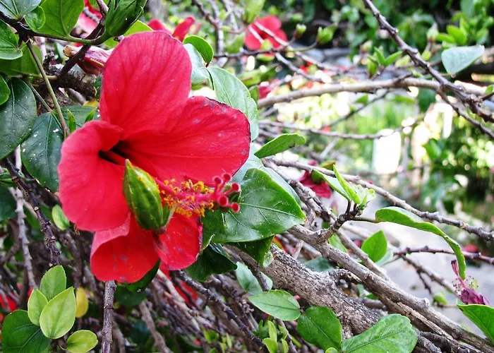 Anna Κατάπολα